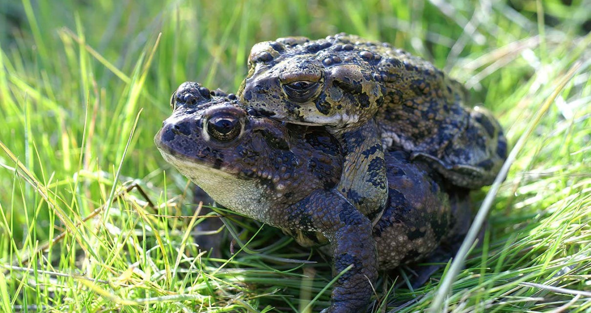 Western Toads mating