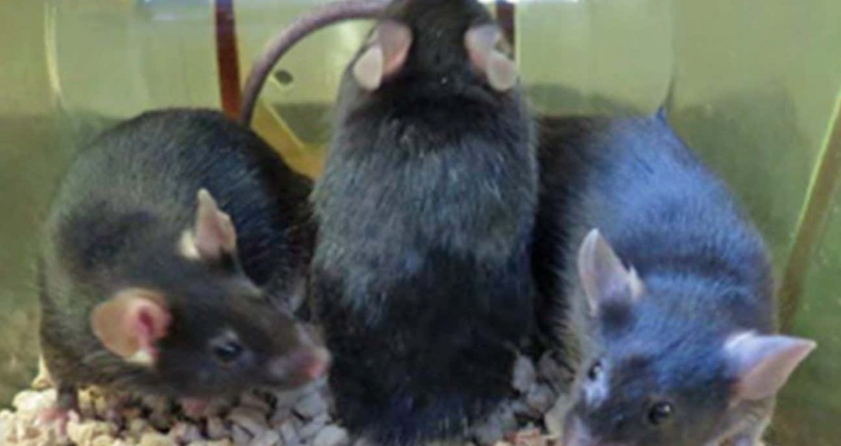 Mice with forebrains composed of rat and mouse cells
