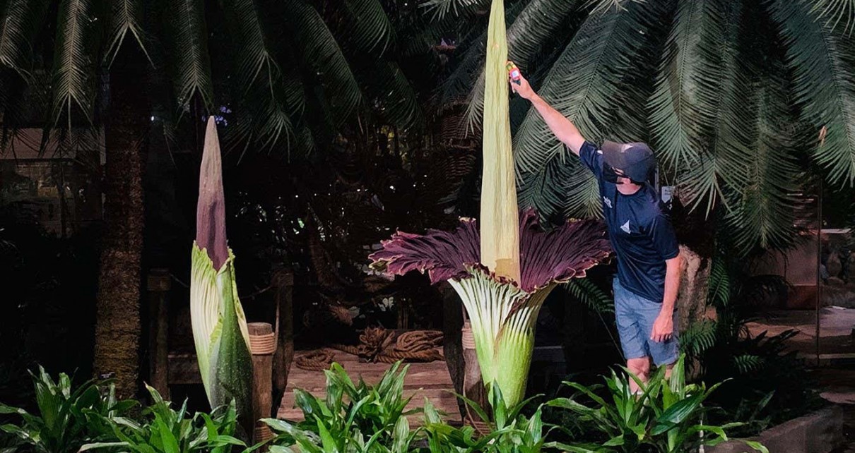 The strange plant that just might be the worst smell on the planet