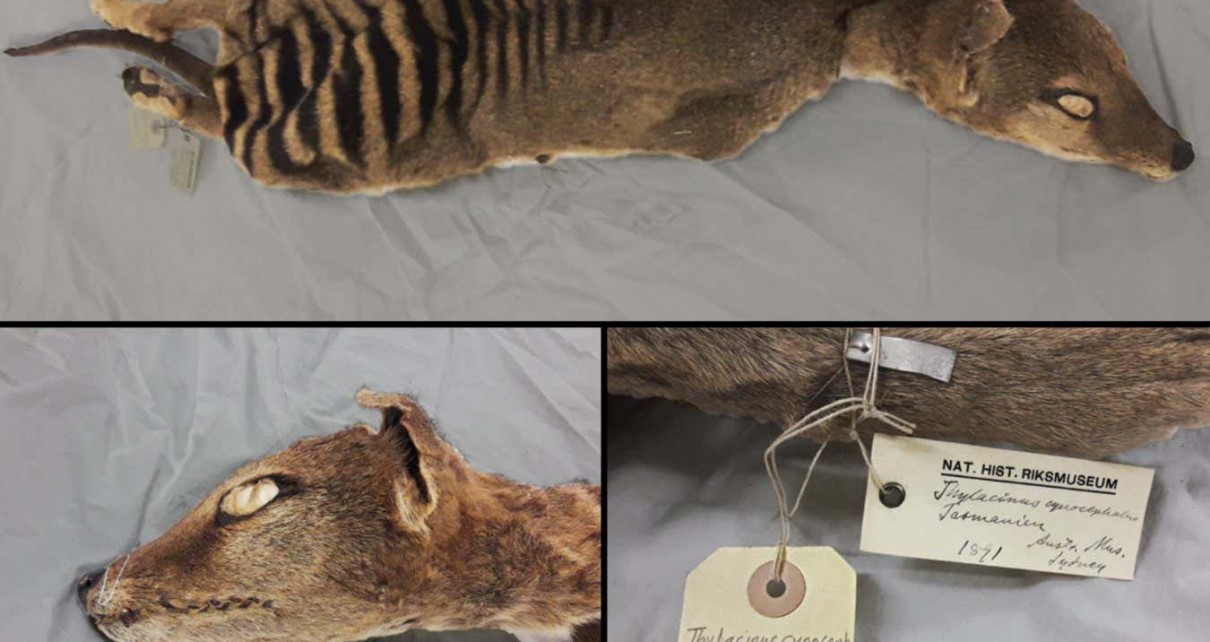 Extinct Tasmanian tiger yields RNA secrets that could aid resurrection