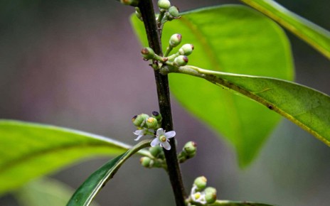 The Pernambuco holly (Ilex sapiiformis) tree has been identified by scientists for the first time since 1838