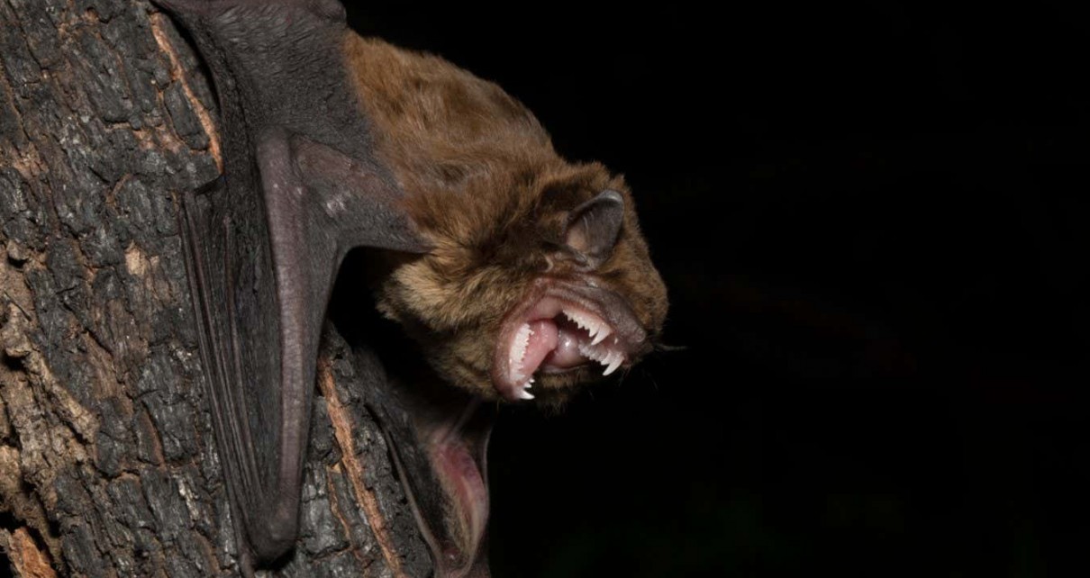 Elusive Australian bat sometimes snacks on other bats