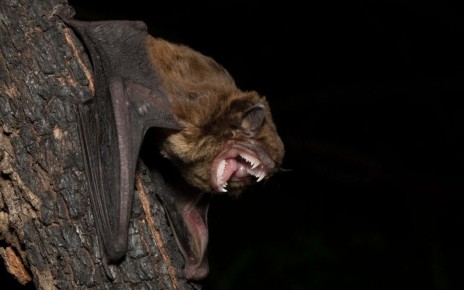 Elusive Australian bat sometimes snacks on other bats