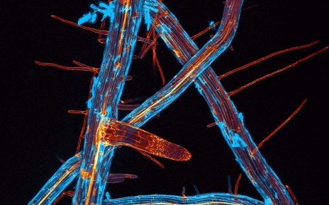 Plant microverse. Roots of Arabidopsis thaliana under the fluorescence microscope.