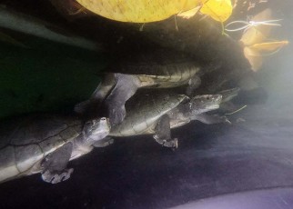 hicatee turtles at the Belize Foundation for Research and Environmental Education (BFREE)