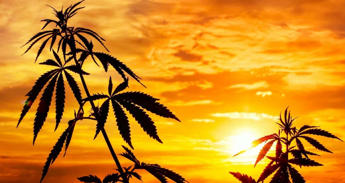 The Mexican hypothesis debunked: How marijuana really came to the US