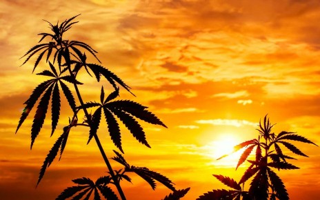 The Mexican hypothesis debunked: How marijuana really came to the US