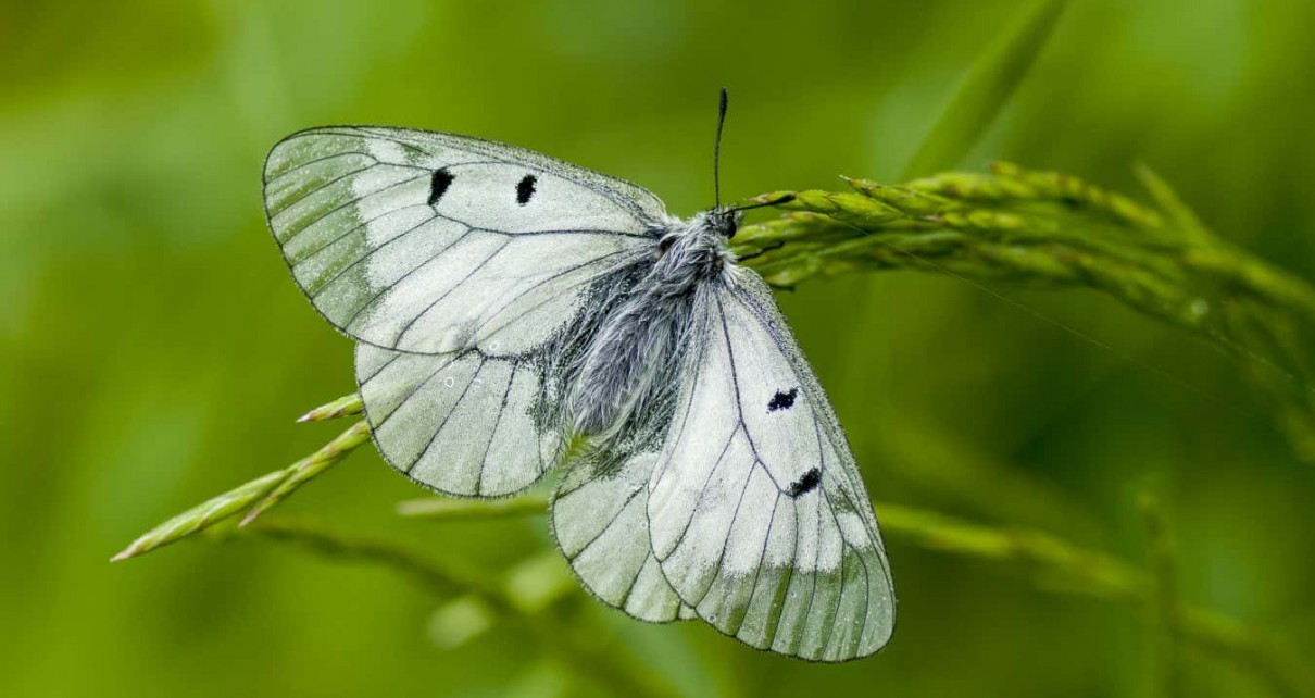 Male butterflies plug attractive females’ genitals to stop them mating