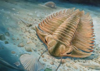 Illustration of a Trilobite Gut Fossil.