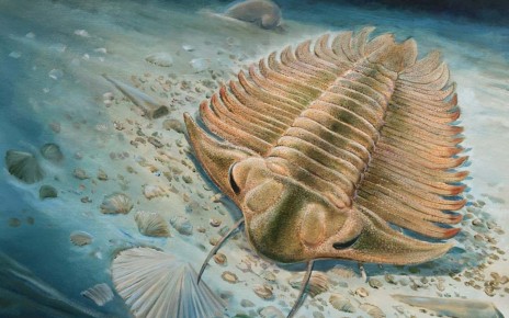 Illustration of a Trilobite Gut Fossil.