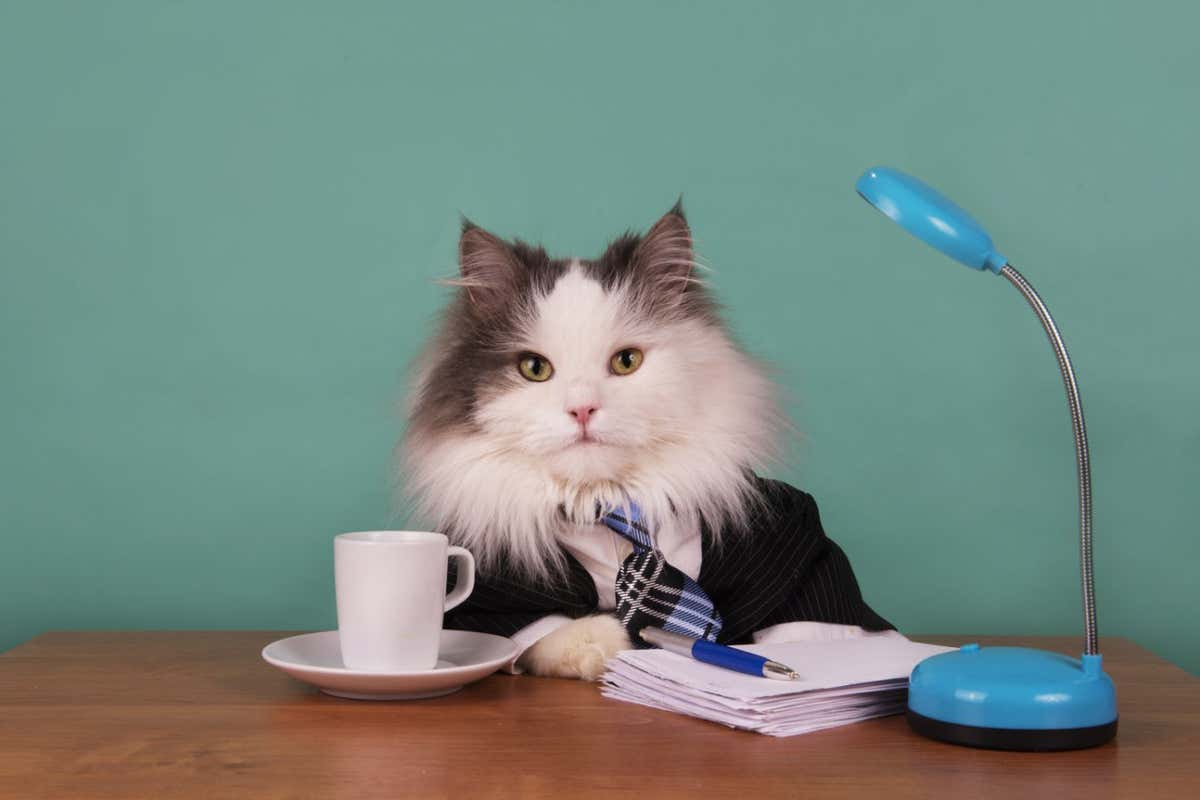 cat manager in a suit sitting in the office; Shutterstock ID 368566592; purchase_order: -; job: -; client: -; other: -