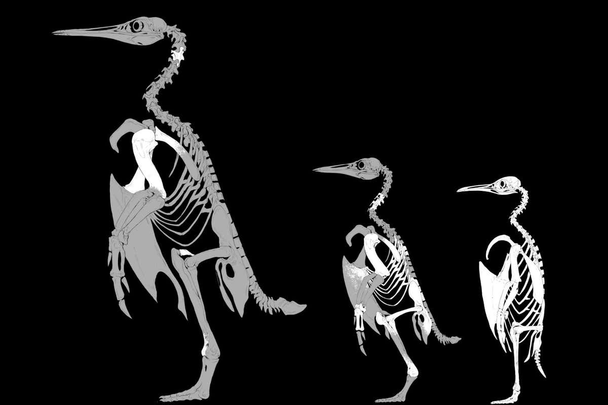 Kumimanu, Petradyptes, and a modern emperor penguin.