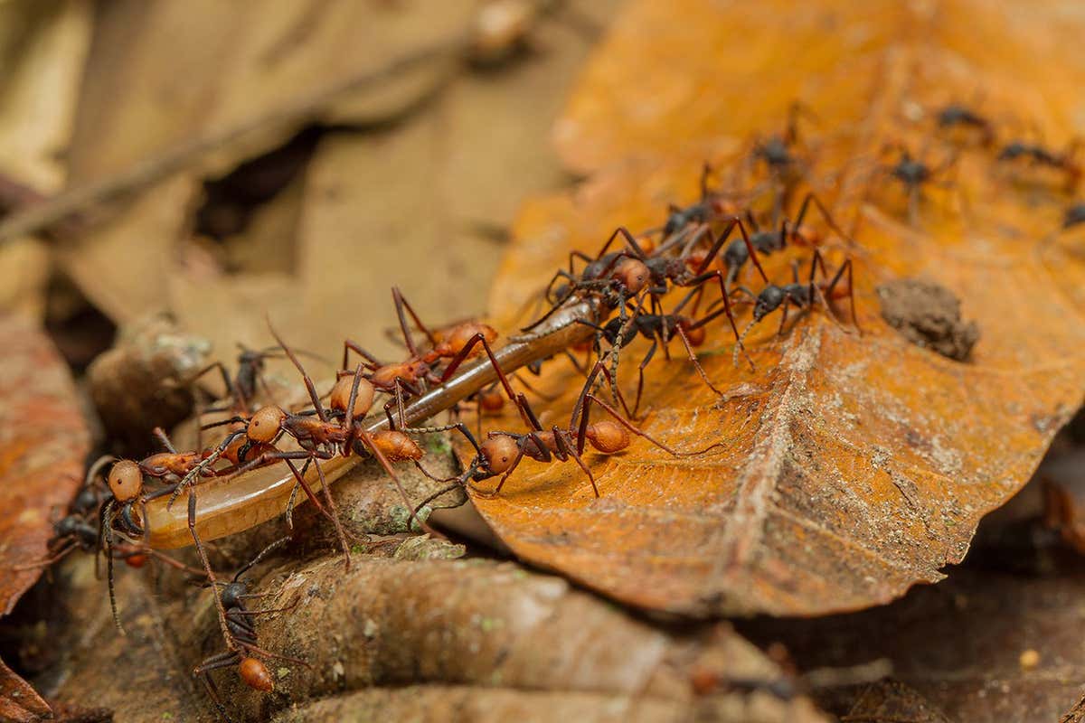 Feeding army ants