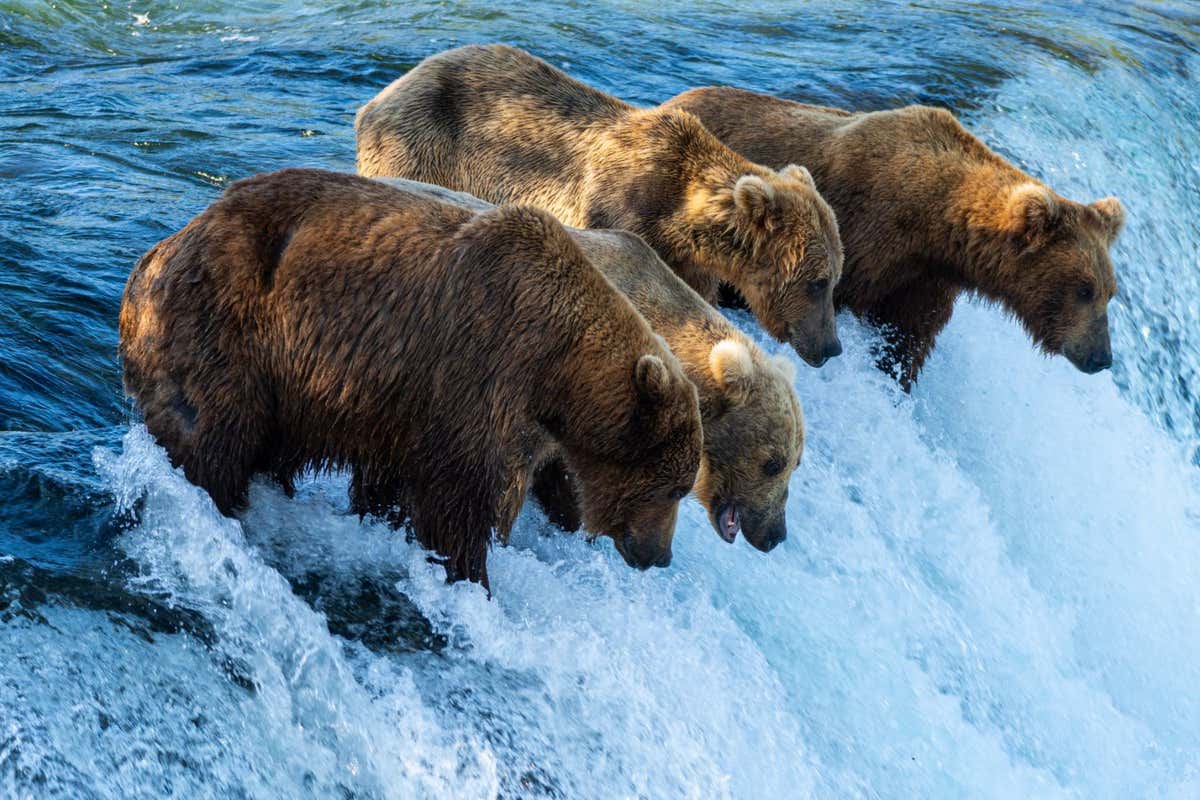 Brown bears line up to feed on sockeye salmon at Brooks Falls in Katmai National Park and Preserve