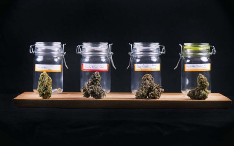 Assorted cannabis bud strains and glass jars isolated on black background - medical marijuana dispensary concept; Shutterstock ID 526723486; purchase_order: -; job: -; client: -; other: -