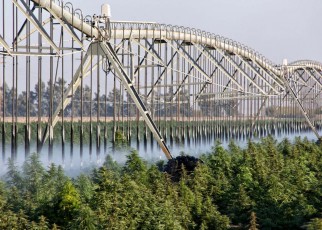Irrigation System operating on Cannabis farm