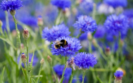 JHPTR7 Bumblebee on Cornflower 'Blue Diadem'.