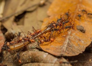 Feeding army ants