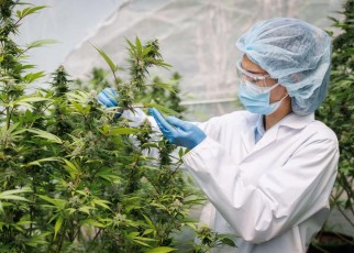 Why we know so little about cannabis – and why scientists are worried