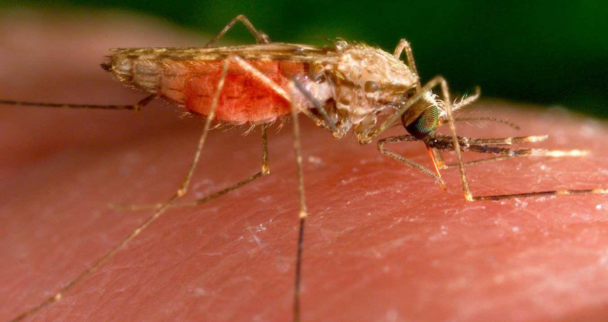 An Anopheles gambiae mosquito, which can transmit malaria