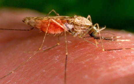 An Anopheles gambiae mosquito, which can transmit malaria