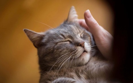Scientists have only just figured out how cats purr