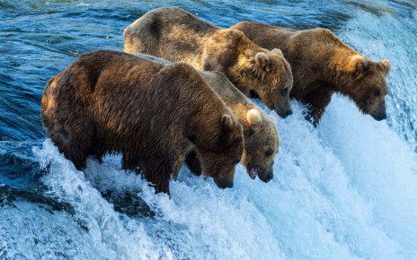 Fat Bear Week: How Alaska's brown bears nearly double in size