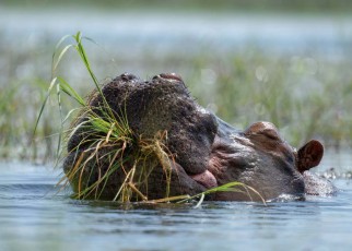 Hippos are really bad at chewing their food