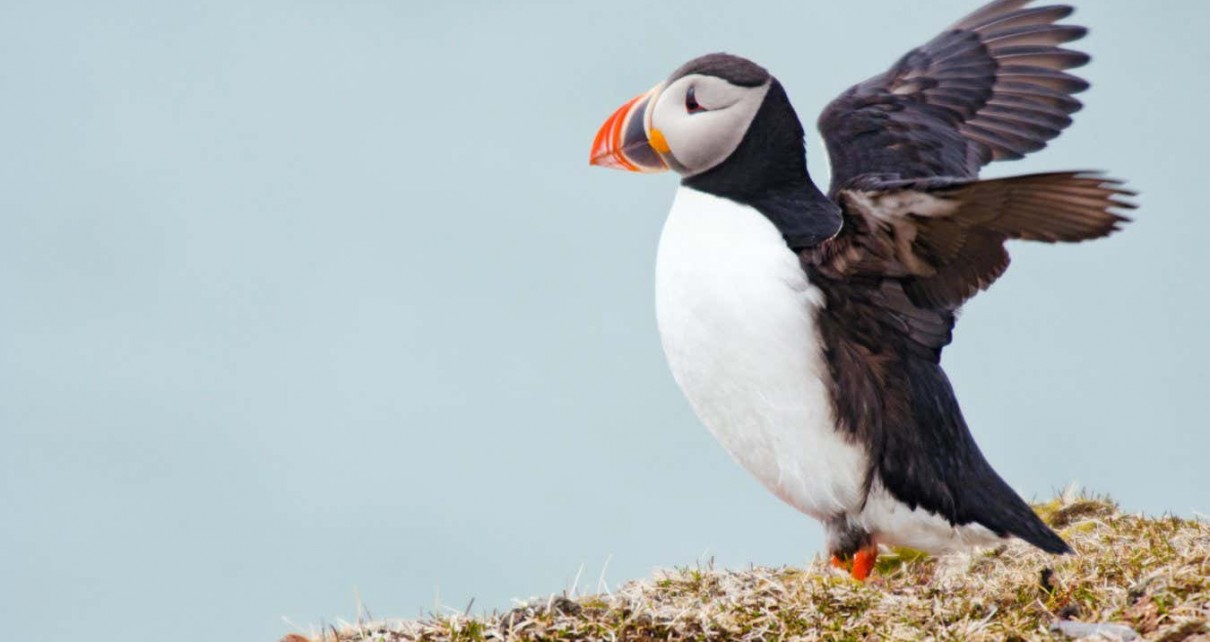 Hybrid puffins may have emerged in the 20th century due to warming