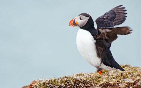 Hybrid puffins may have emerged in the 20th century due to warming