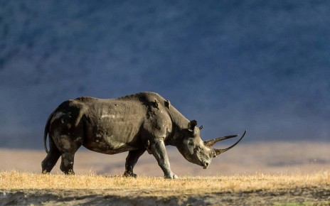 Inventions based on threatened animals like rhinos are on the rise