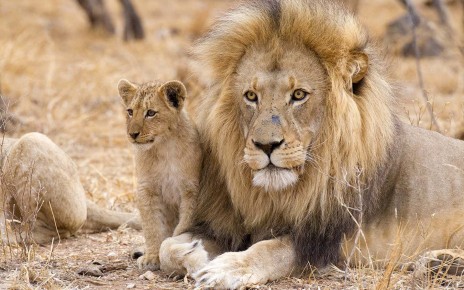 A male lion and a cub