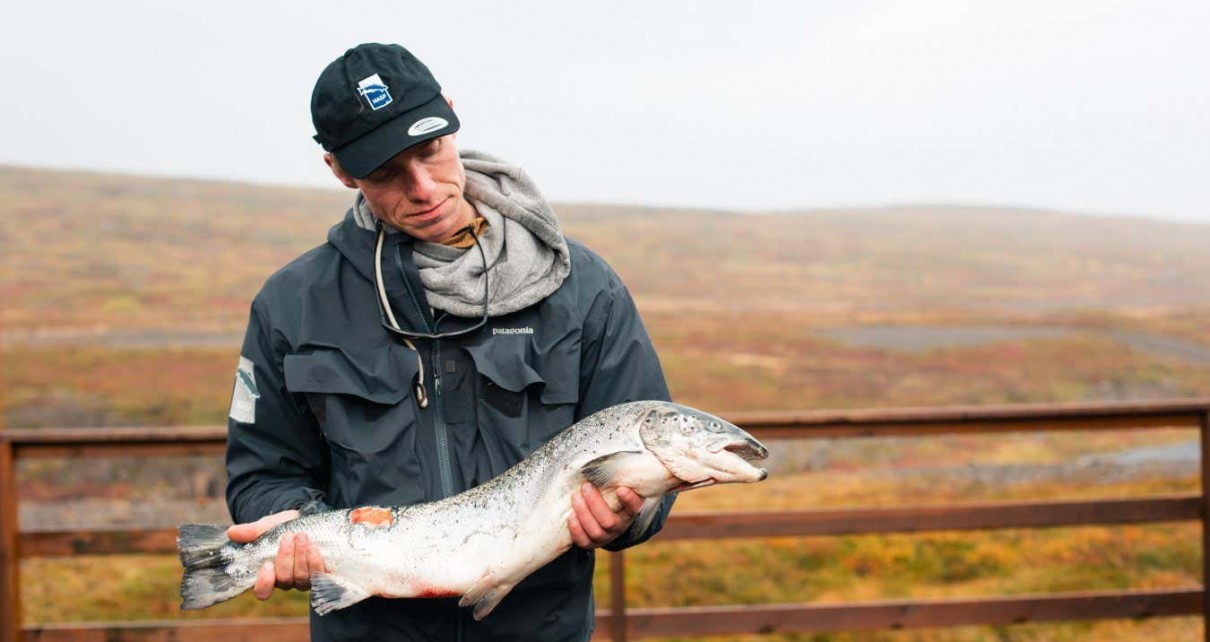 On the hunt for thousands of salmon that escaped Icelandic fish farm