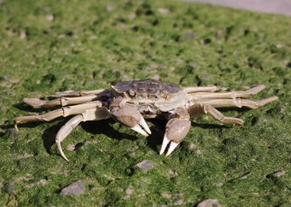 Furry-clawed invasive Chinese mitten crabs are spreading across the UK