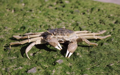 Furry-clawed invasive Chinese mitten crabs are spreading across the UK