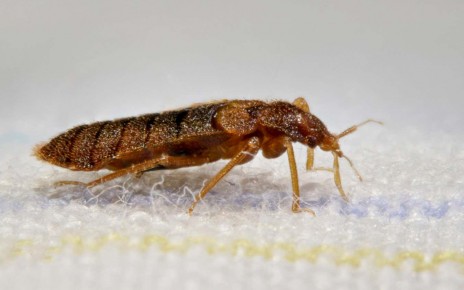 Paris's bedbug problem is probably no worse than other major cities