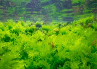 People around Europe have eaten seaweed for thousands of years