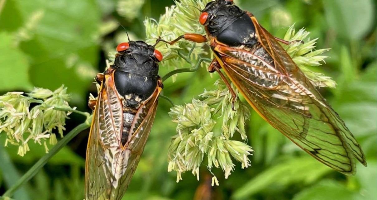 Emergence of Brood X periodical cicada generation in 2021 led to a caterpillar boom