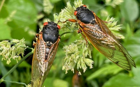 Emergence of Brood X periodical cicada generation in 2021 led to a caterpillar boom