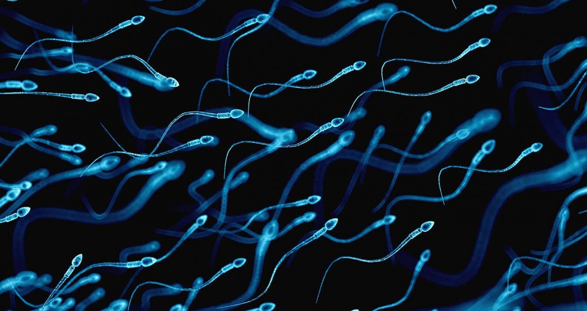 human sperms