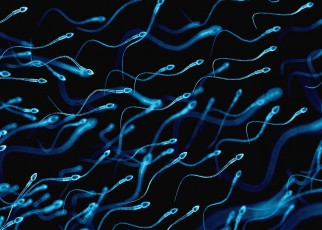 human sperms