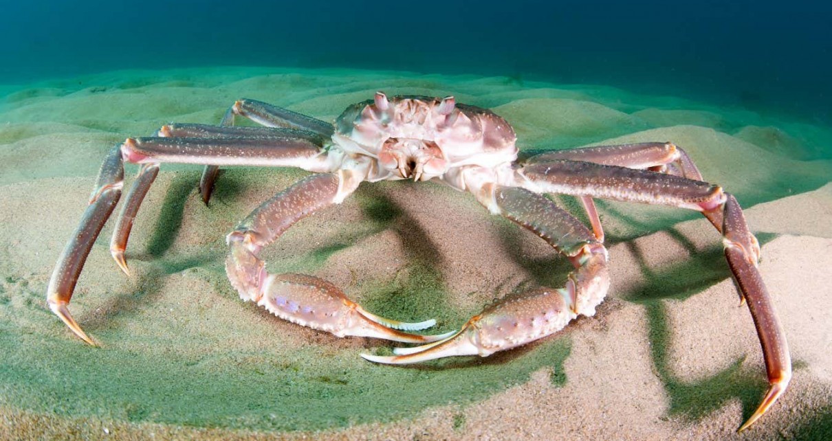Warm seas blamed for the disappearance of 10 billion snow crabs