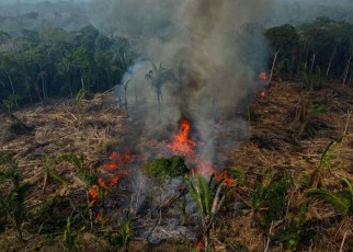 Deforestation increased in 2022 despite pledges to save forests