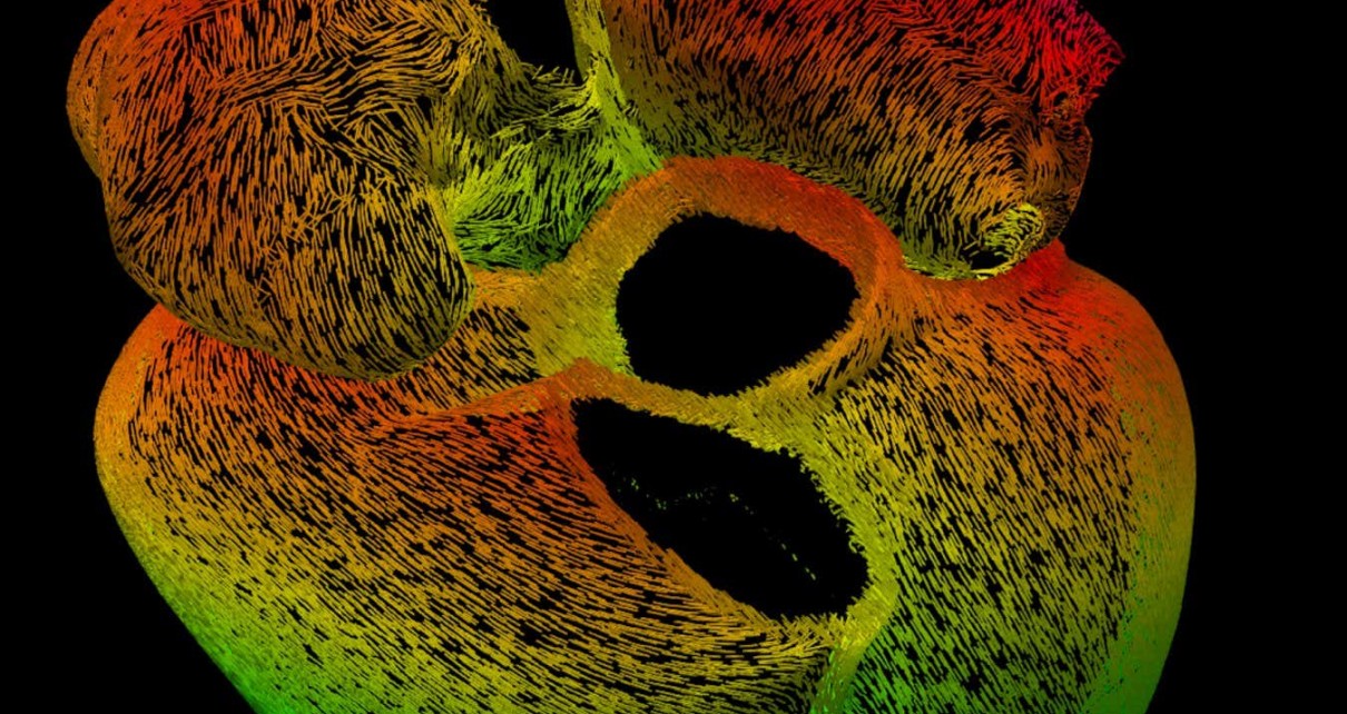 Stunning image of how signals move through the heart wins photo prize