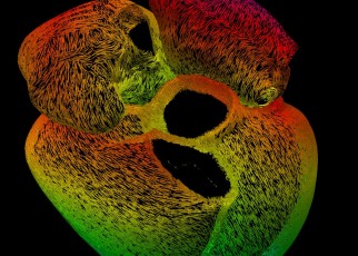 Stunning image of how signals move through the heart wins photo prize