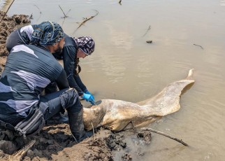 Pink river dolphins are dying from extreme heat in the Amazon