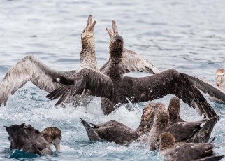 Northern giant petrels fighting over a dead seal pup in South Georgia, South Atlantic Ocean