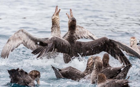 Northern giant petrels fighting over a dead seal pup in South Georgia, South Atlantic Ocean