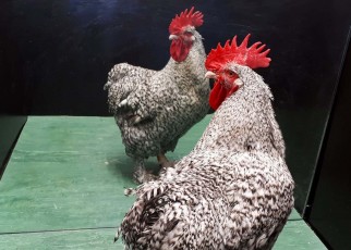 Roosters may be able to recognise themselves in a mirror