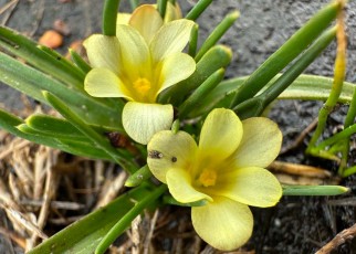 The mini galaxy flower that is native to a small region of South Africa and was presumed to be extinct has been rediscovered by scientists